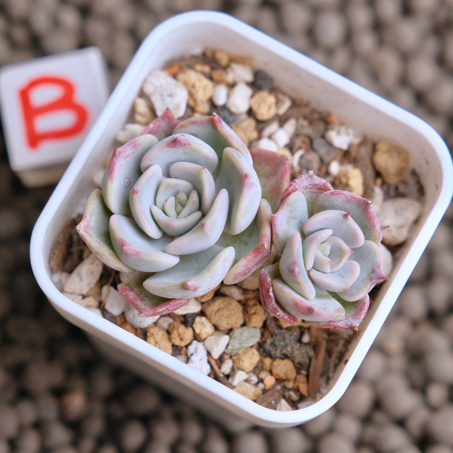 Echeveria Kiss me (Changhee hybrid) Korean Succulent Plant - B