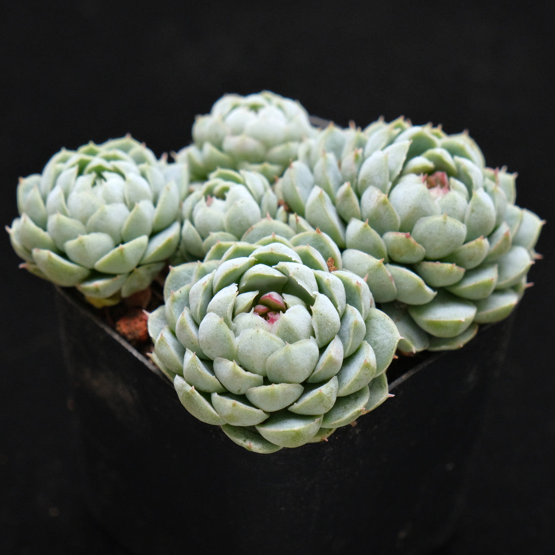 Echeveria Sugar Princess Korean Succulent Plant