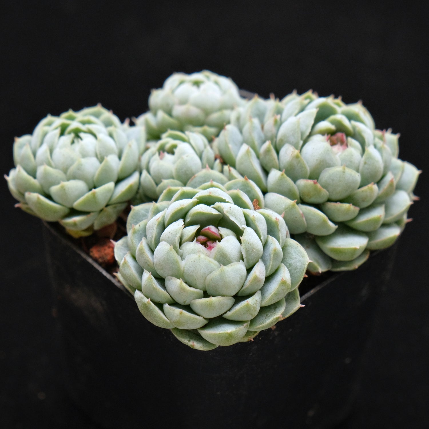 Echeveria Sugar Princess Korean Succulent Plant