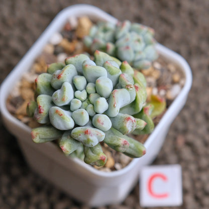 Sedeveria Pudge Finger cluster Imported Succulent Plant - C