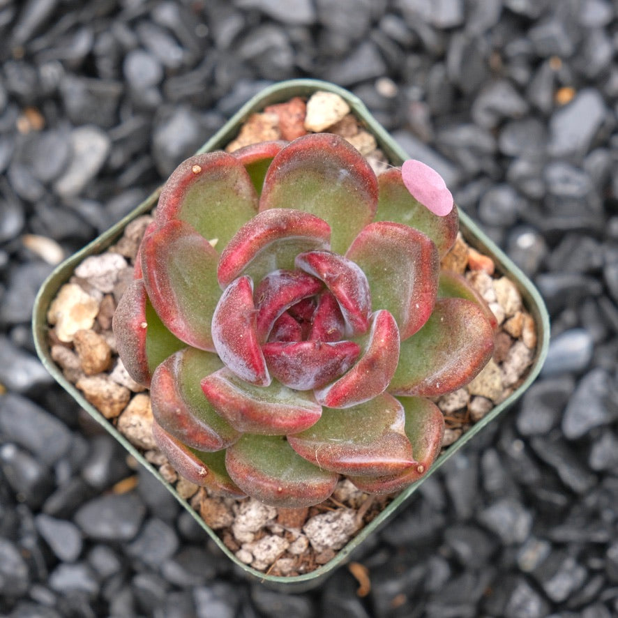 Echeveria Sauvignon Wine A Korean Succulent Plant