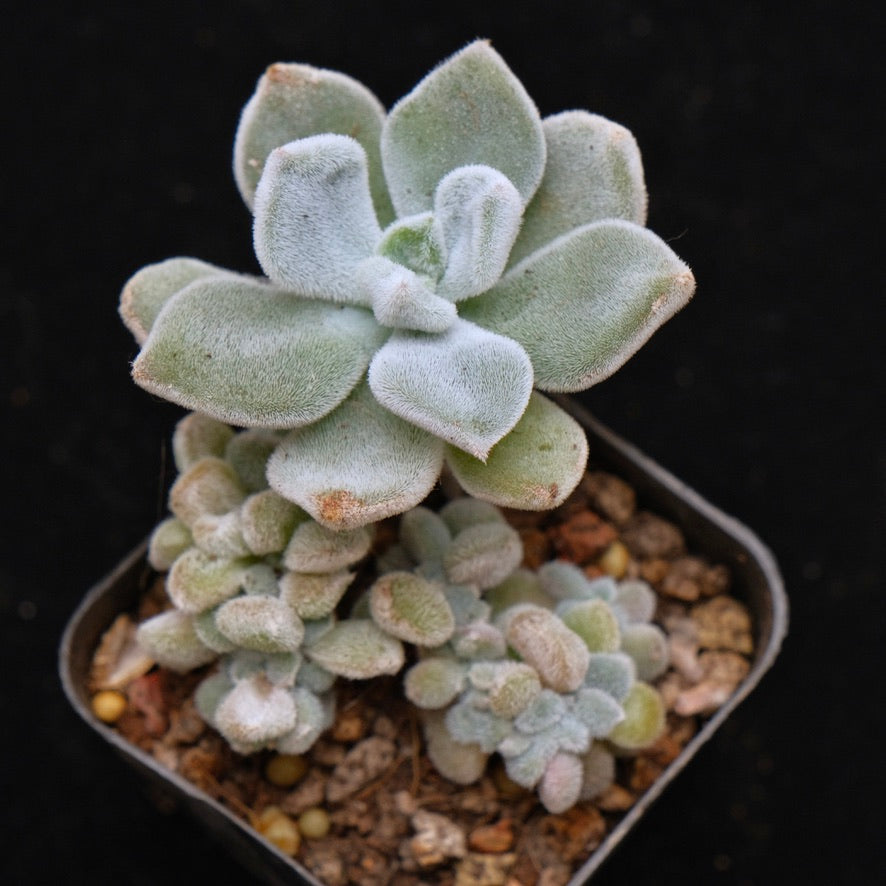 Crested Echeveria Frosty Succulent Plant