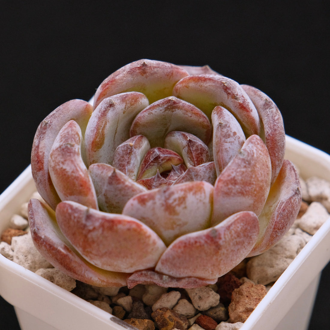 Echeveria Dark Opal Korean Succulent Plant