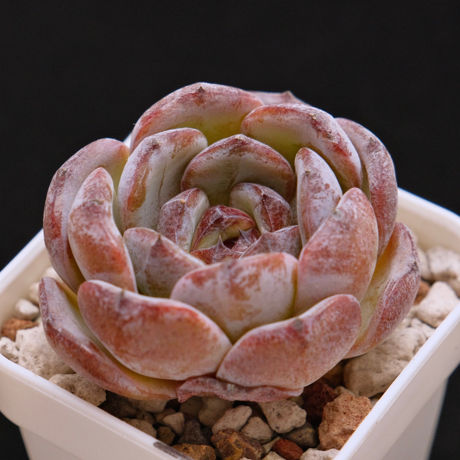 Echeveria Dark Opal Korean Succulent Plant