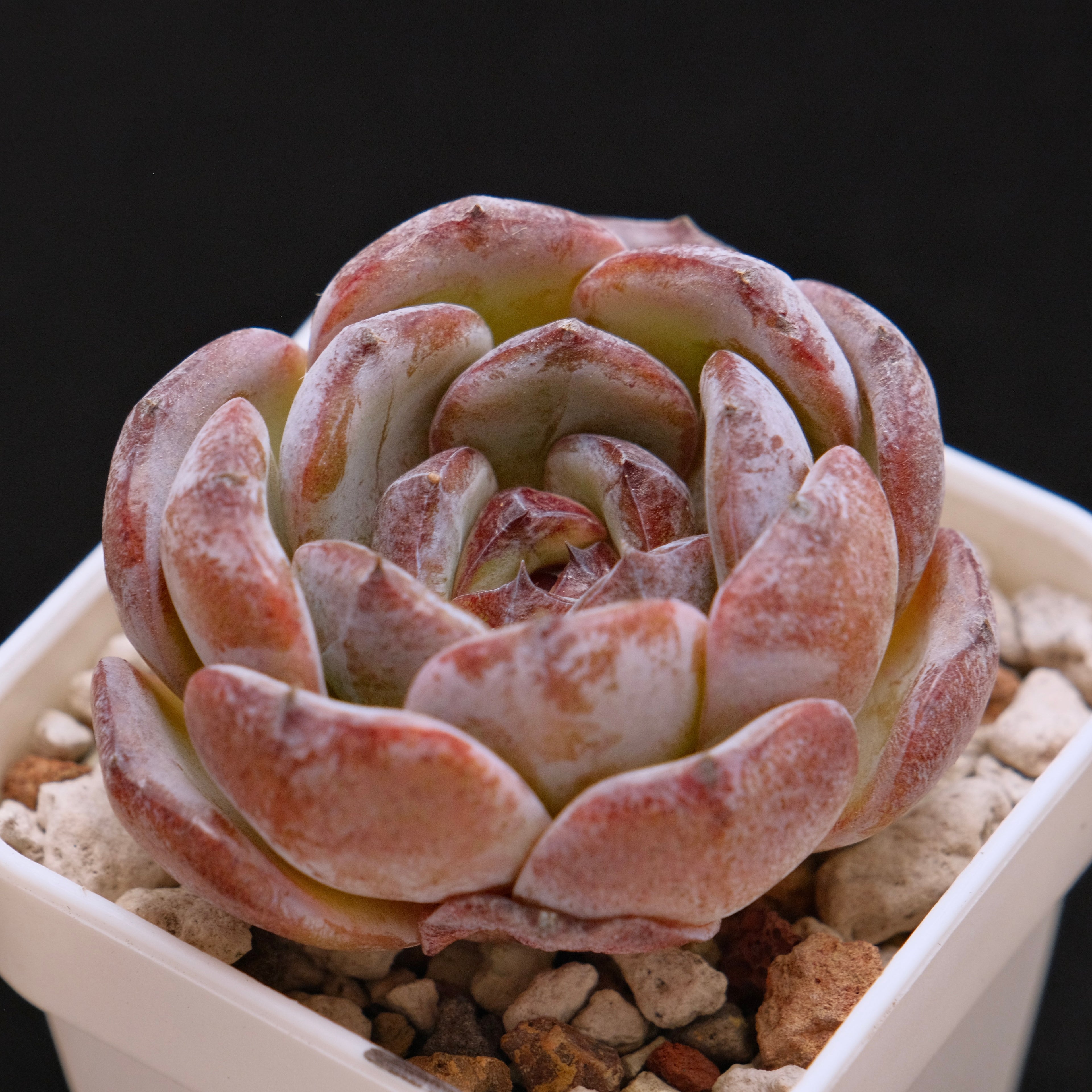 Echeveria Dark Opal Korean Succulent Plant