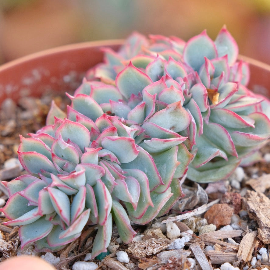 Crested Echeveria Esther Succulent Plant