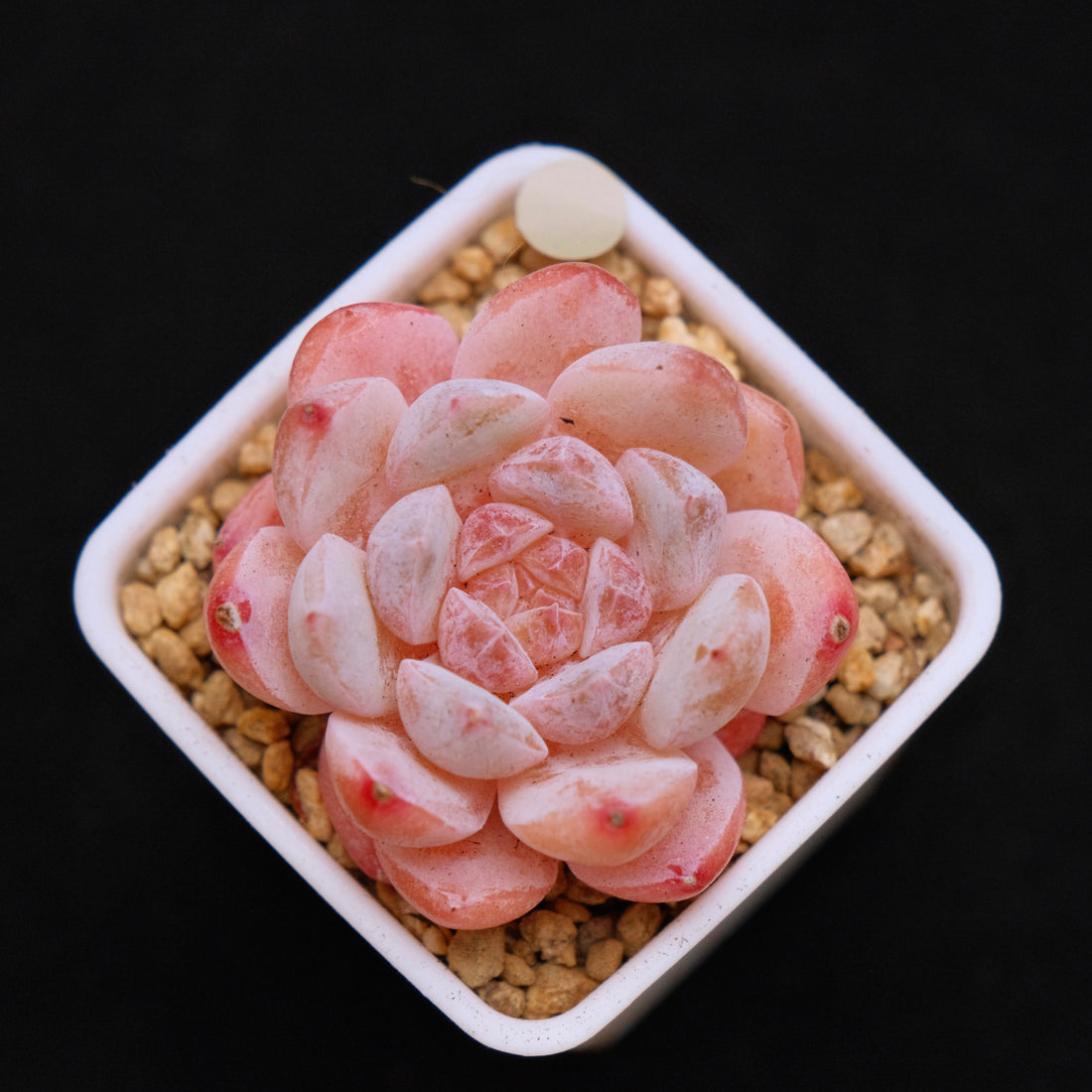 Echeveria Hyalina hybrid Imported Succulent Plant