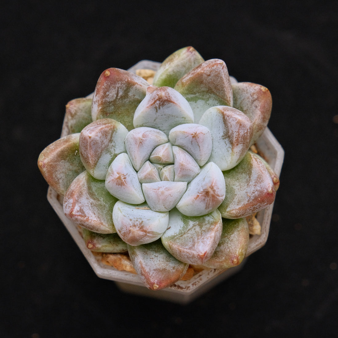 Echeveria tolimanensis hybrid Korean Succulent Plant