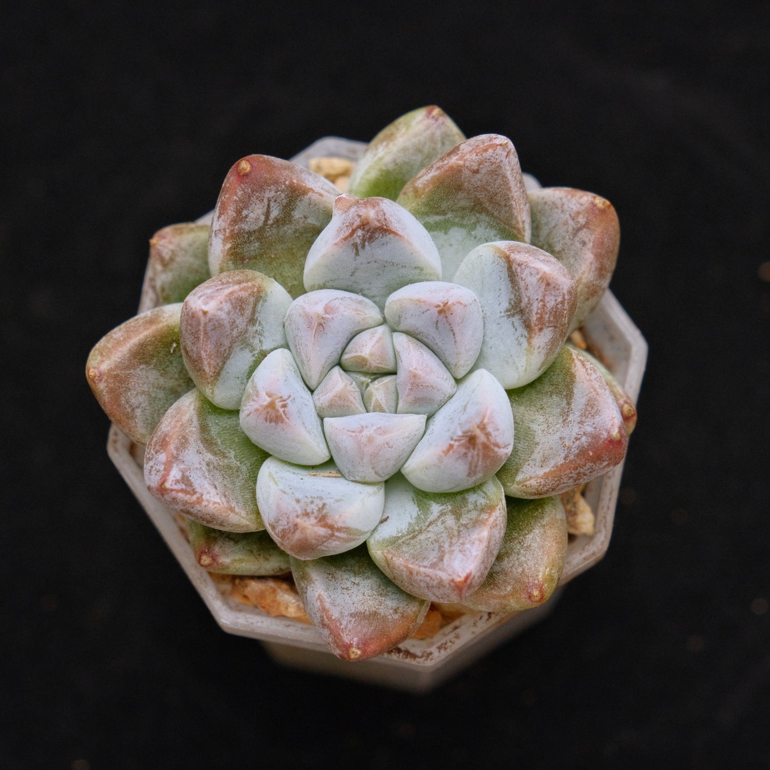 Echeveria tolimanensis hybrid Korean Succulent Plant