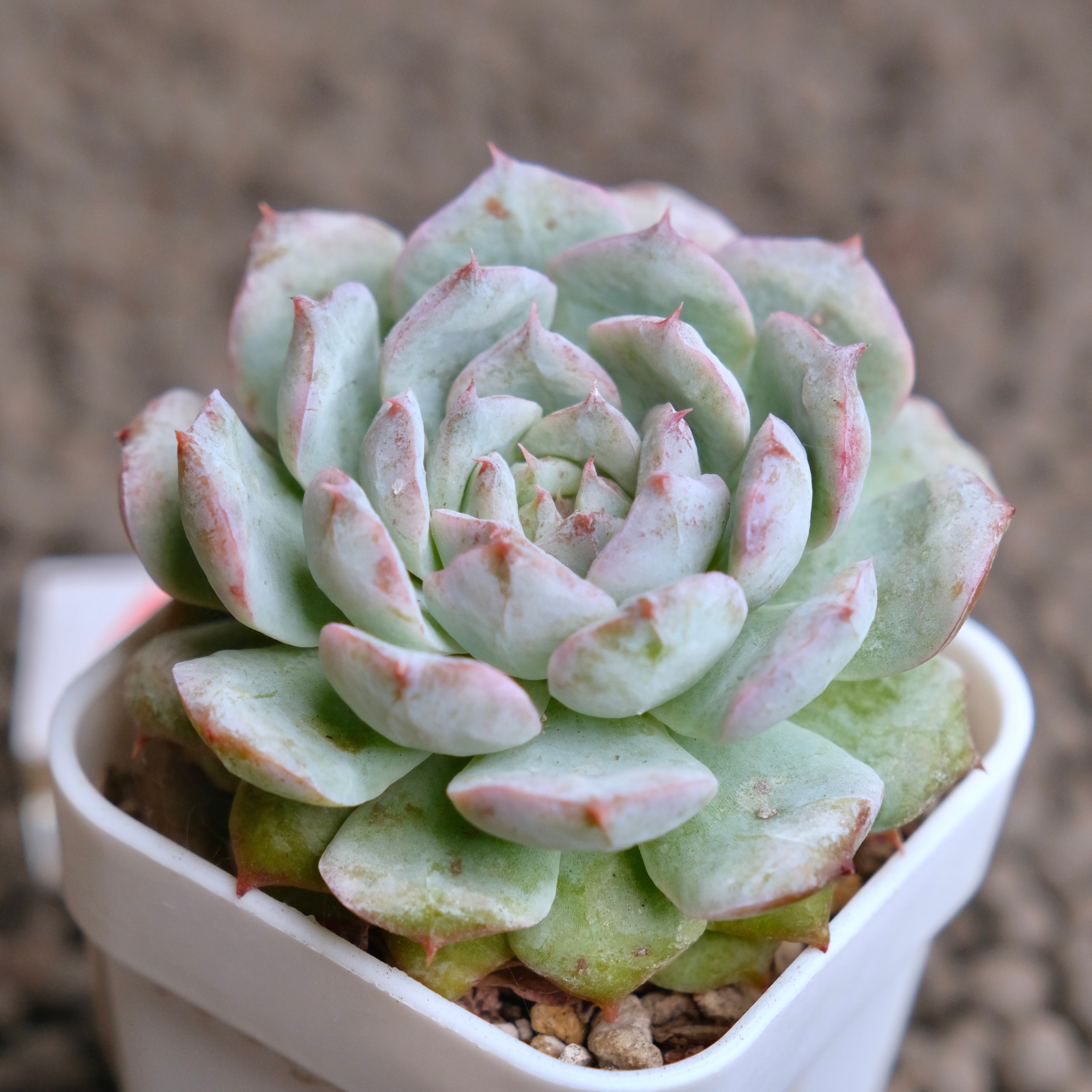 Echeveria Cherry Blossom (changhee hybrid) Korean Succulent Plant - A