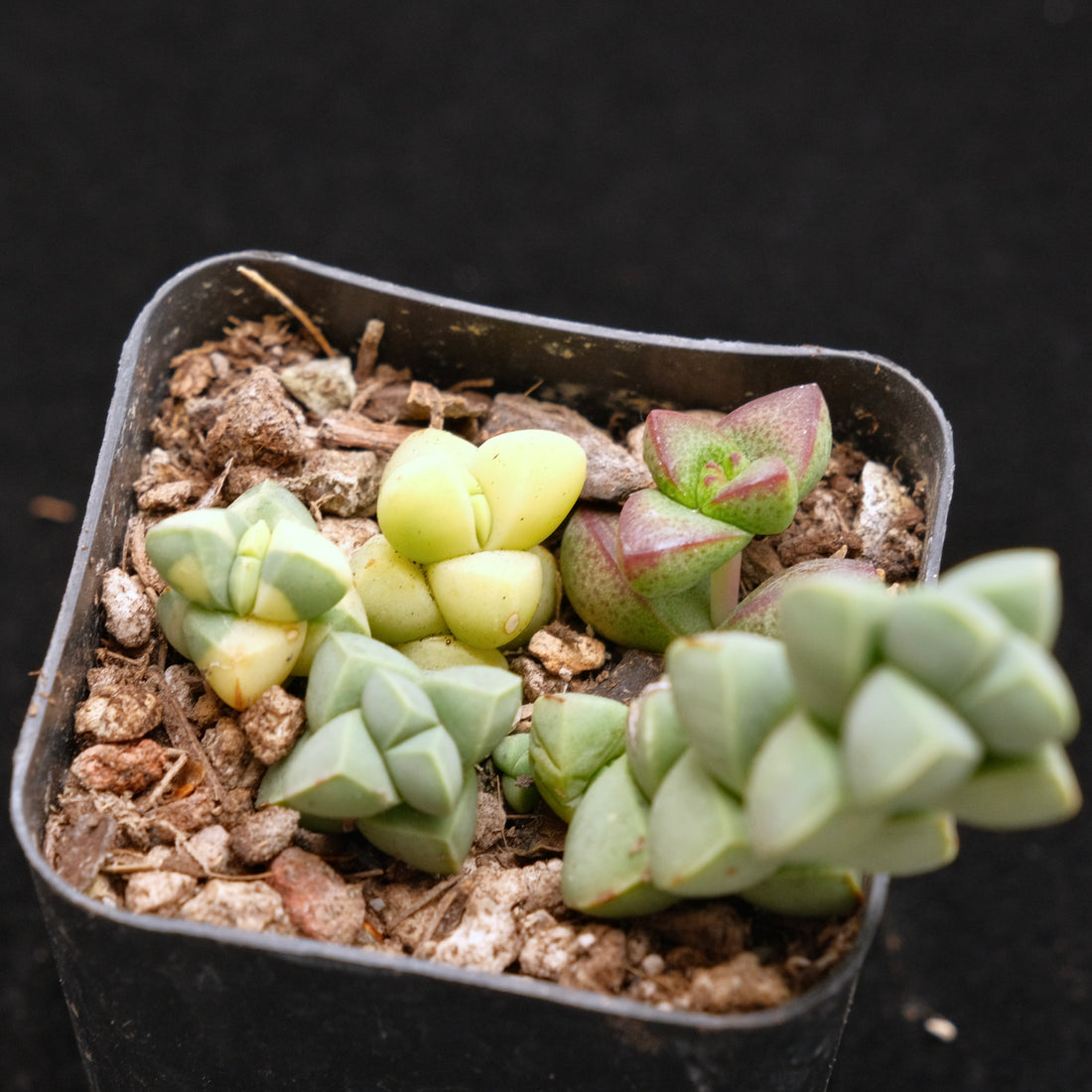 Corpuscularia lehmanii Korean Succulent Plant