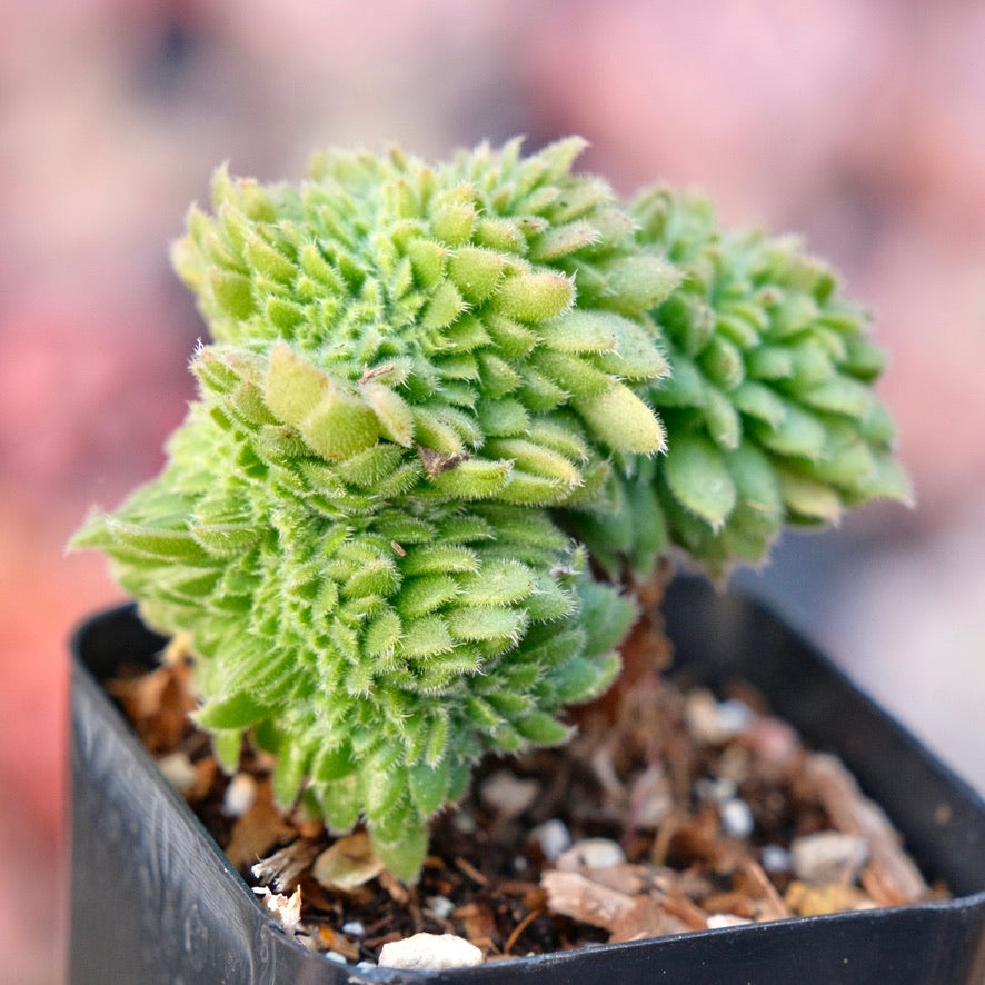 Crested Aeonium tabuliforme Rare Succulent Plant