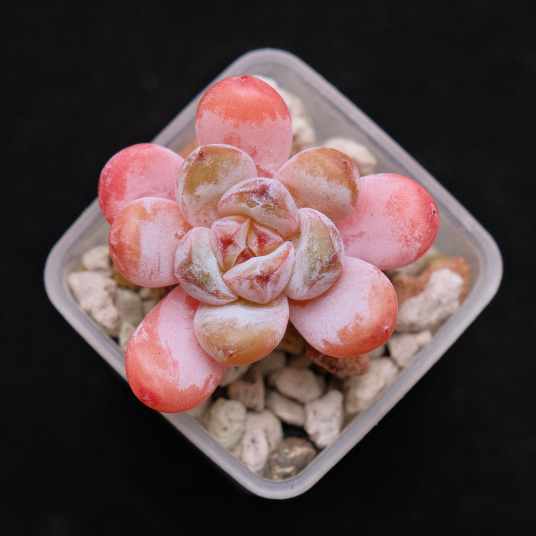 Echeveria Star Snow Imported Succulent Plant small 星星雪