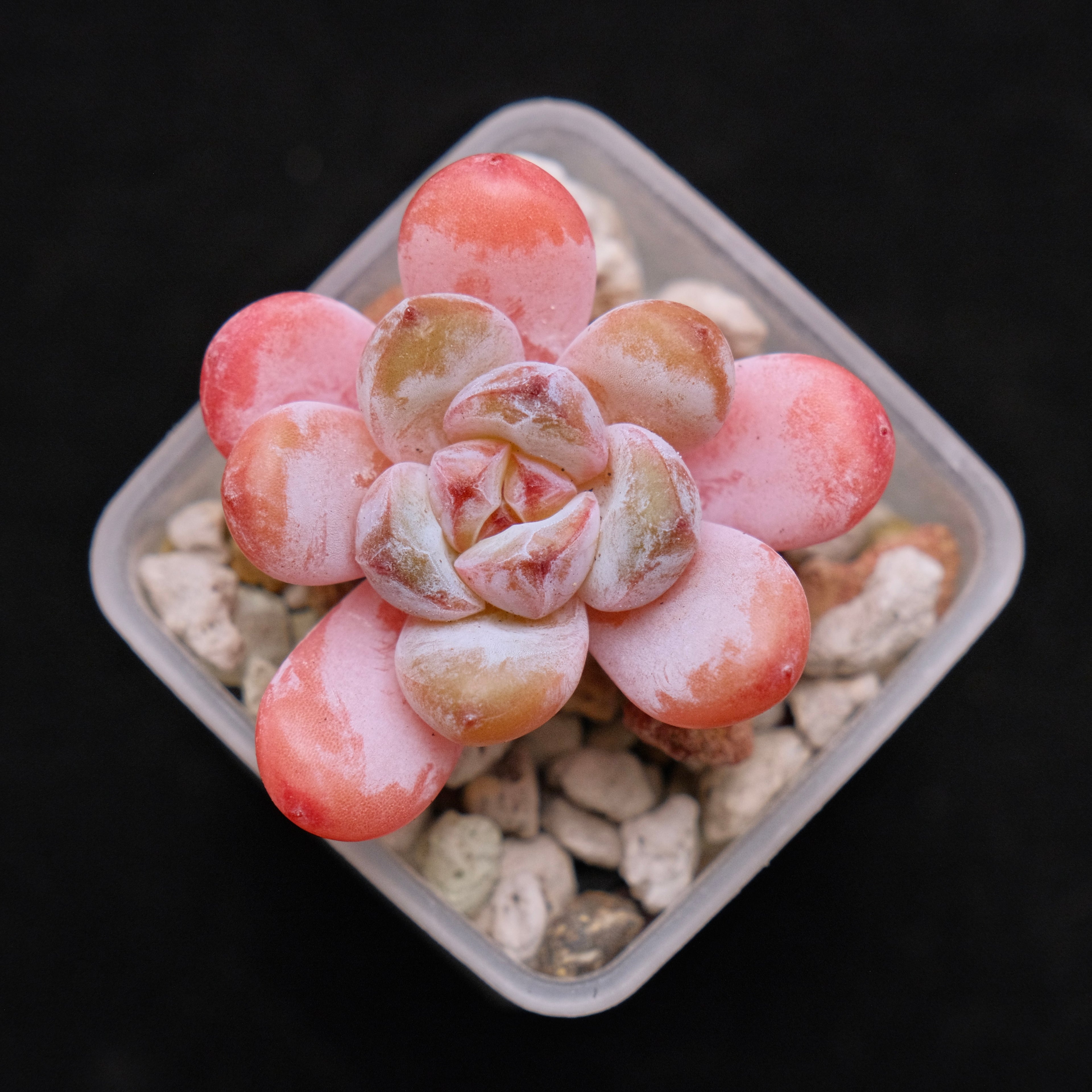 Echeveria Star Snow Imported Succulent Plant small 星星雪