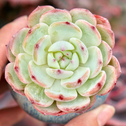 Echeveria Bliss Imported Succulent Plant Hwaga hybid