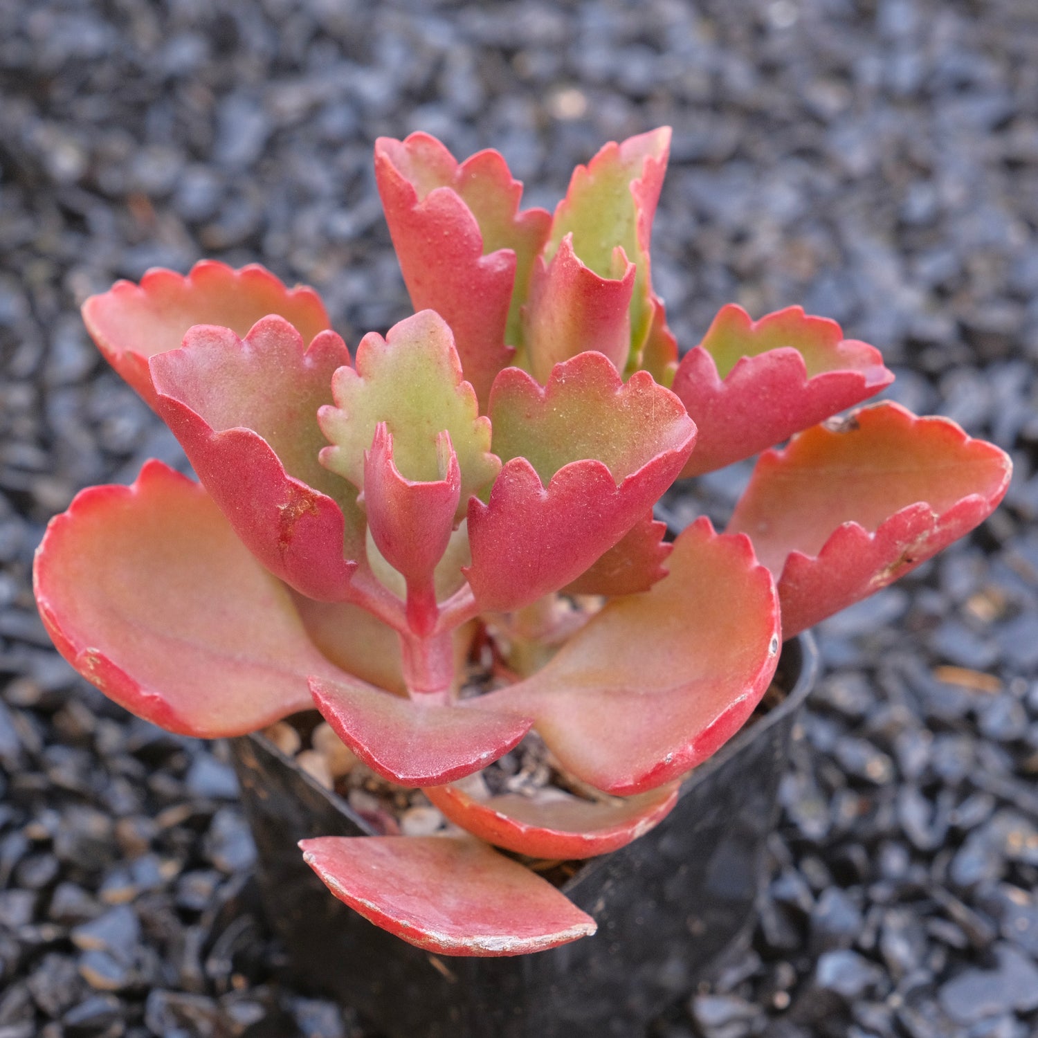 Kalanchoe sexangularis Locally Grown Succulent Plant