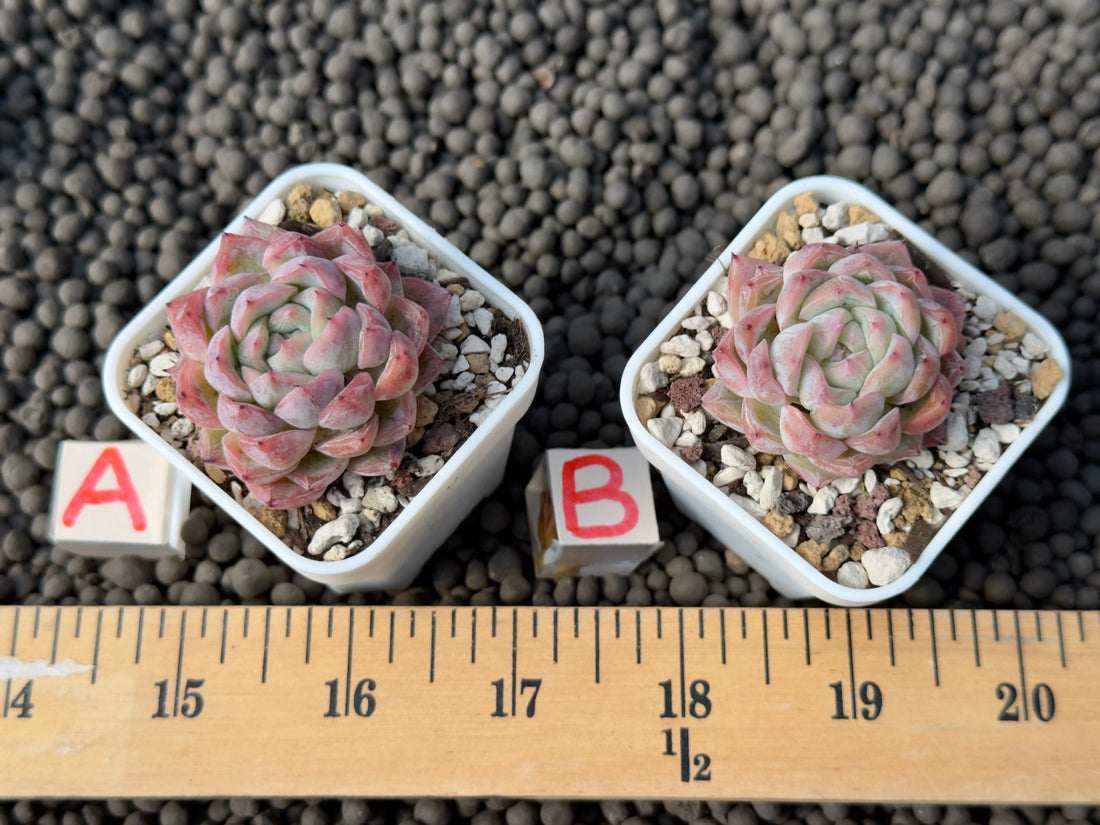 Echeveria Igloo Korean Succulent Plant Hwaga Hybrid