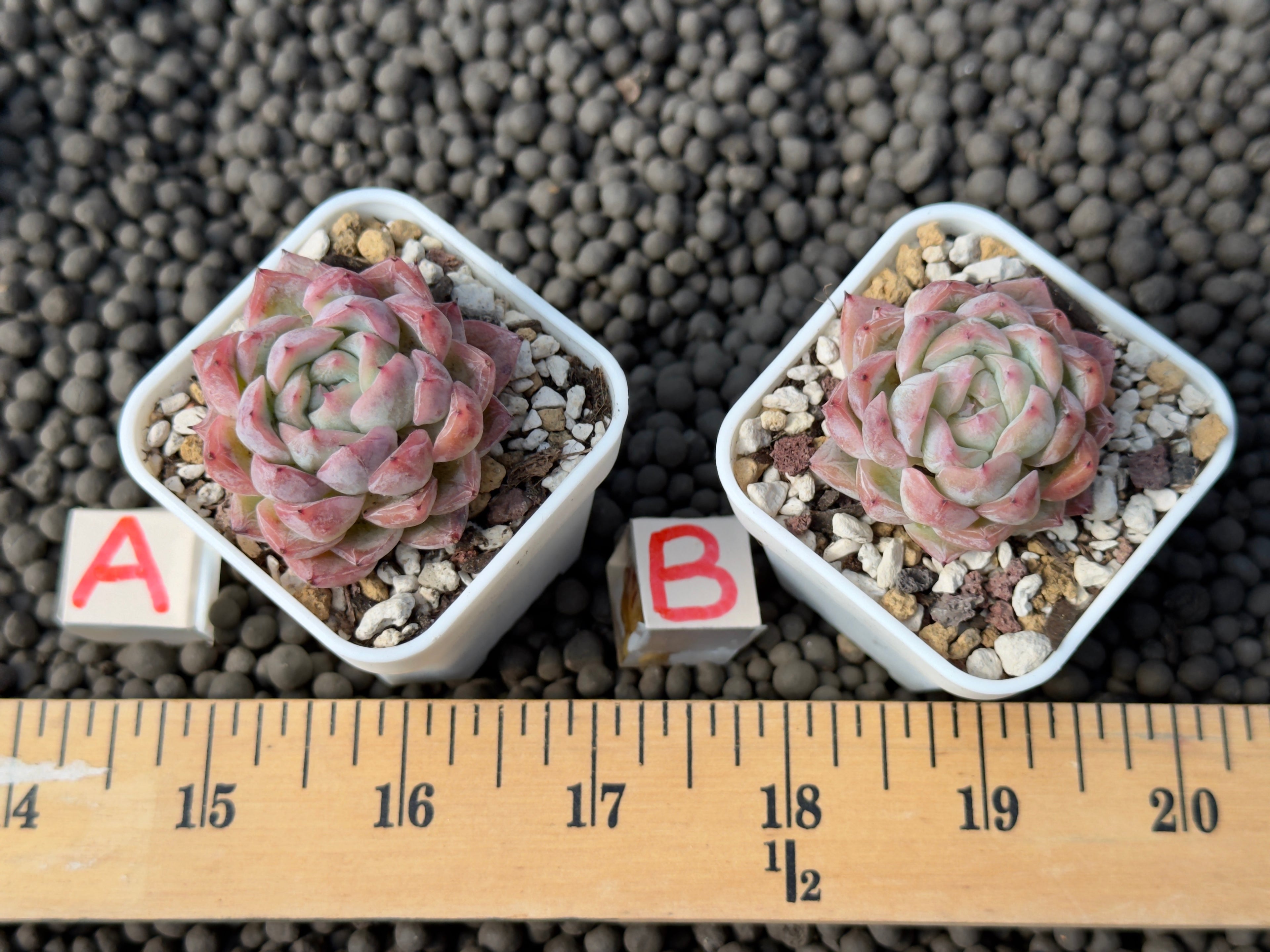 Echeveria Igloo Korean Succulent Plant Hwaga Hybrid
