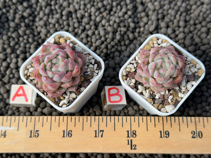 Echeveria Igloo Korean Succulent Plant Hwaga Hybrid