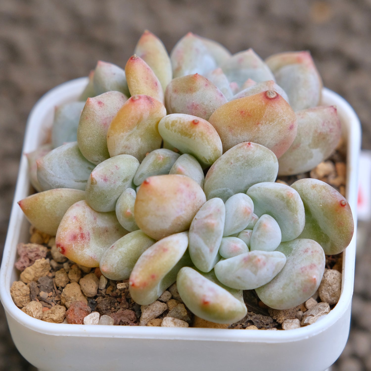 Pachyveria Persimmon cluster Imported Succulent Plant - A