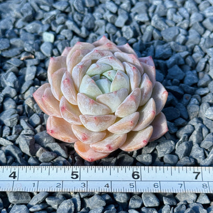 Echeveria Mystery Hybrid Succulent Plant F