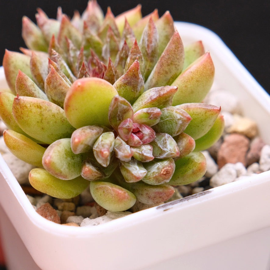 Echeveria Chanel Rose Korean Succulent Plant