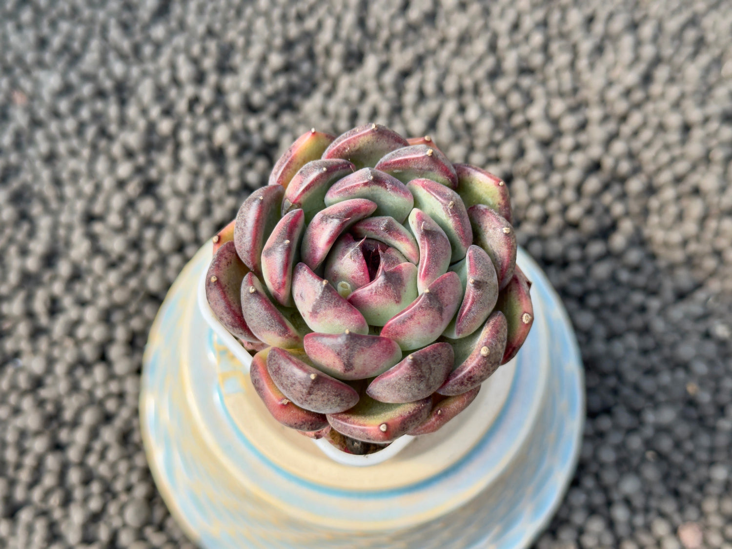 Echeveria Black Eye Korean Succulent Plant