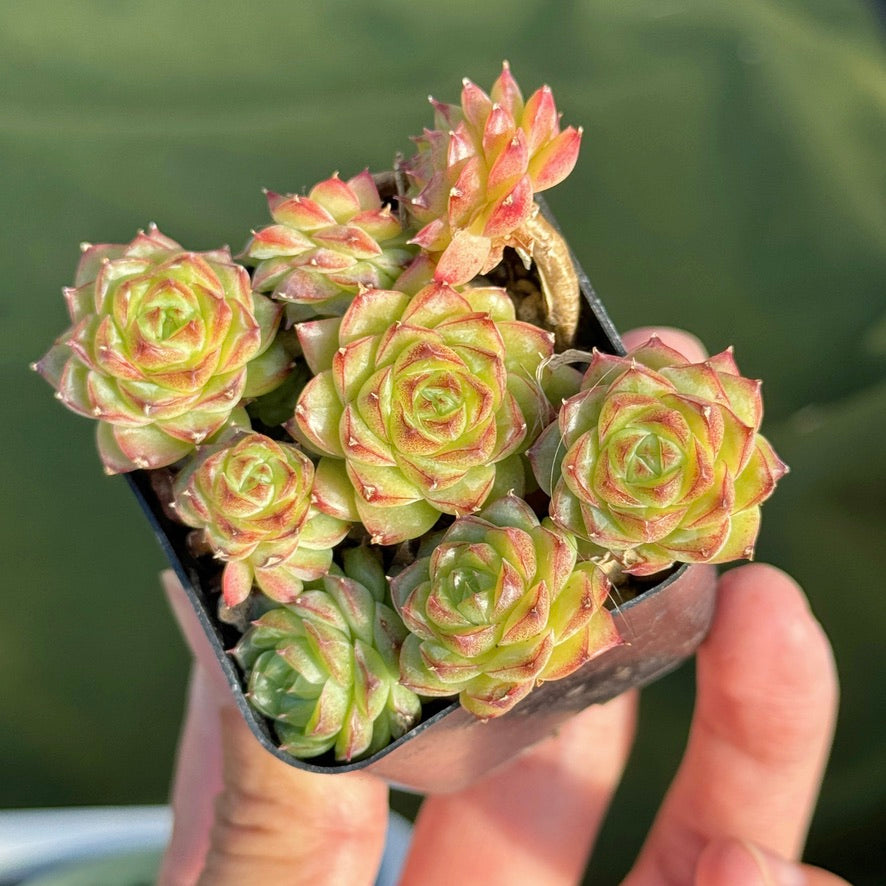Echeveria Malgan cluster Korean Succulent Plant