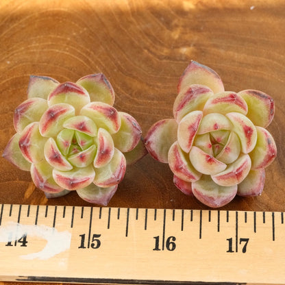 Echeveria EOS Imported Succulent Plant