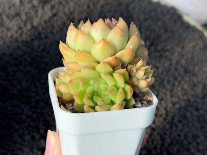 Echeveria Hybrid Imported Succulent Plant