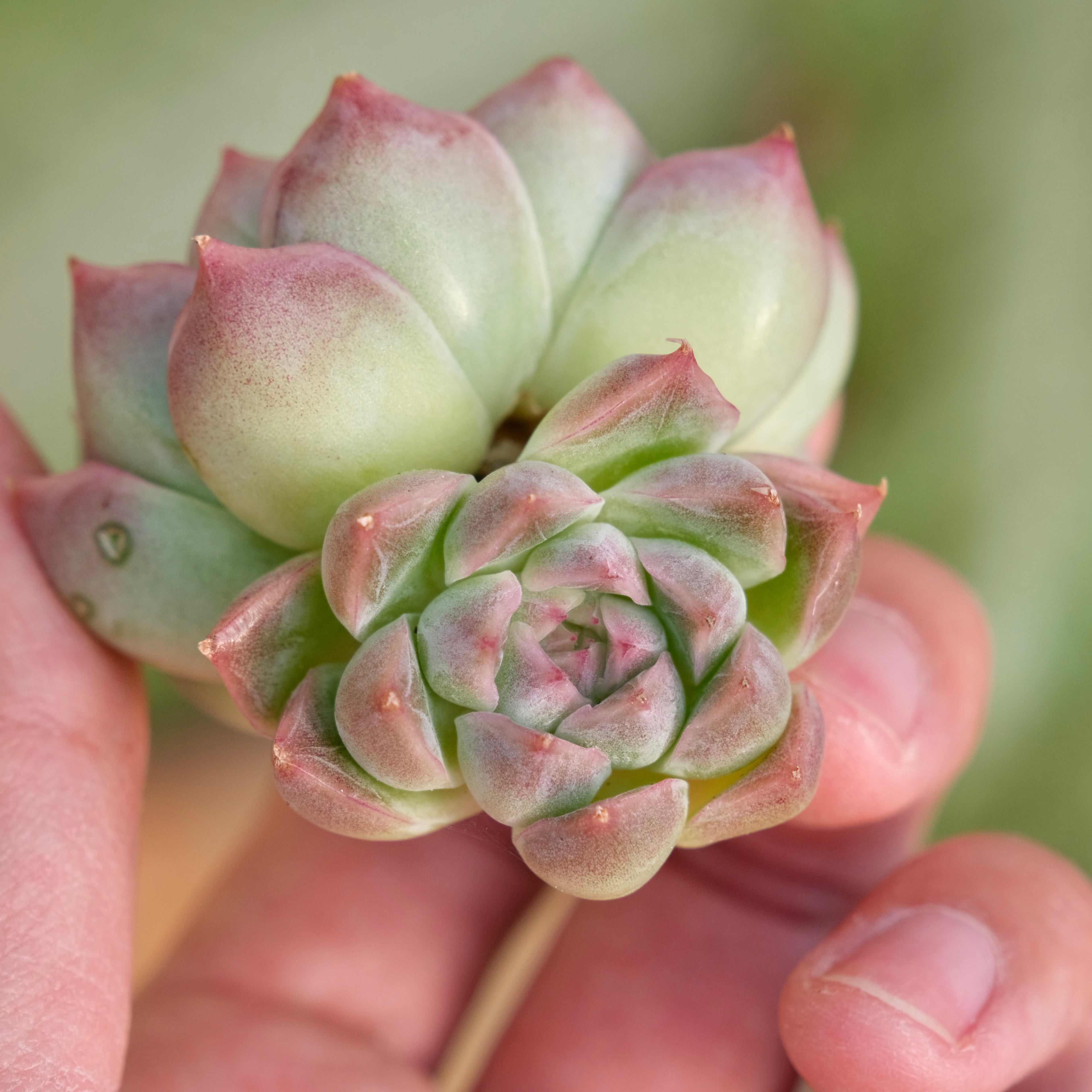 Echeveria Fontina Korean Succulent Plant