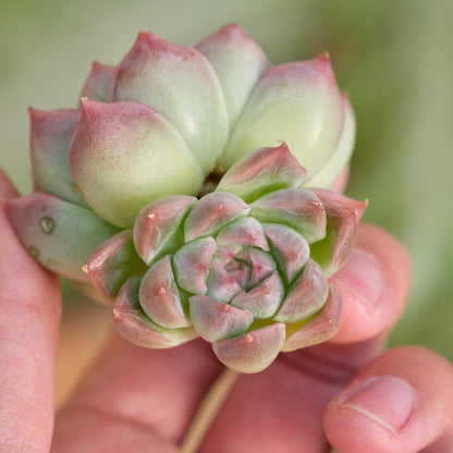 Echeveria Fontina Korean Succulent Plant