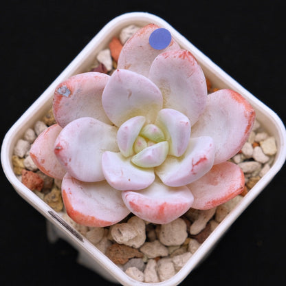 Echeveria La Traviata Korean Succulent Plant