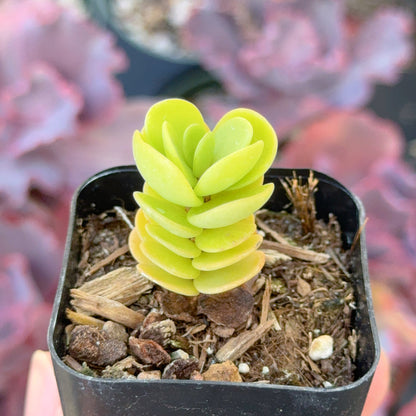 Portulaca molokiniensis Succulent Plant