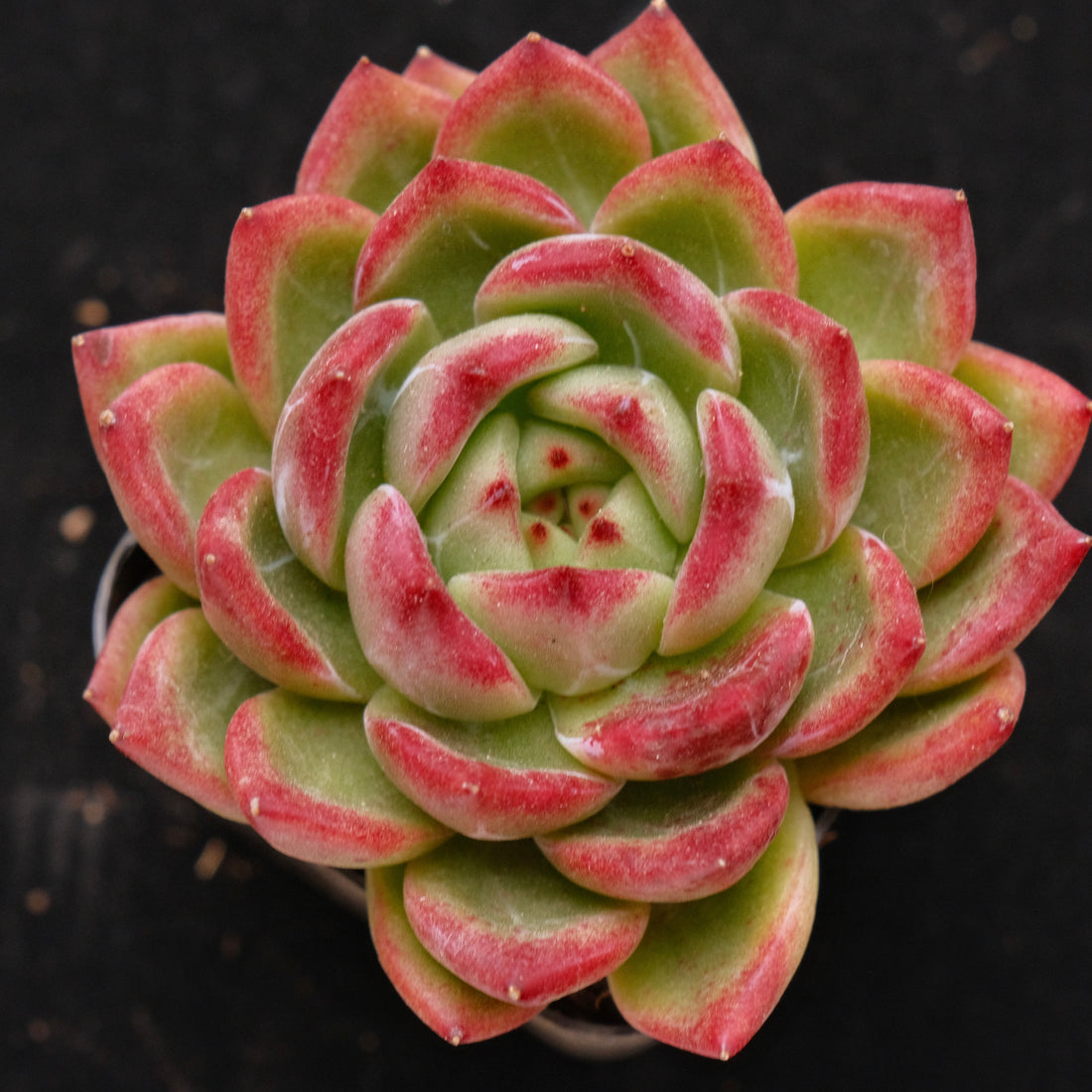 Echeveria Red Night Korean Succulent Plant Air Magic Hybrid