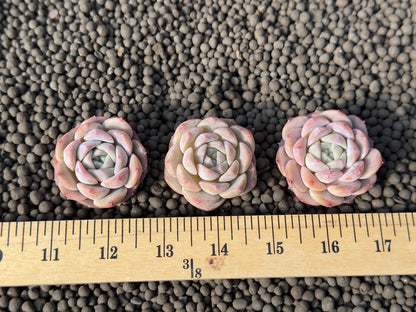 Echeveria Hereise Korean Succulent Plant