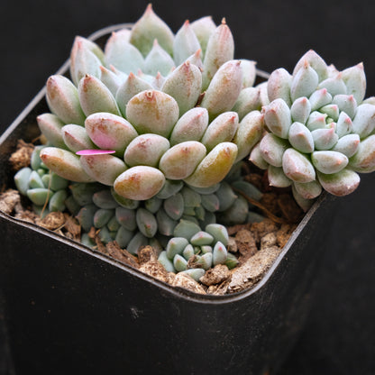 Echeveria Chrissy n Ryan Korean Succulent Plant