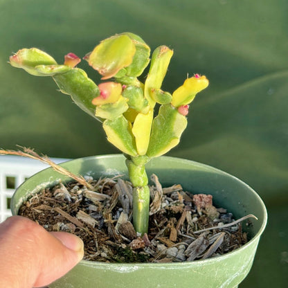 Variegated Christmas Cactus Succulent Plant