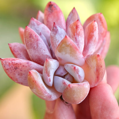 Echeveria Trumso cluster Imported Succulent Plant