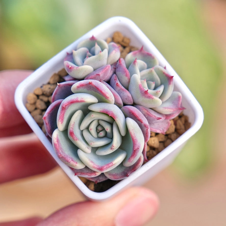 Echeveria Kiss Me Korean Succulent Plant Changhee hybrid