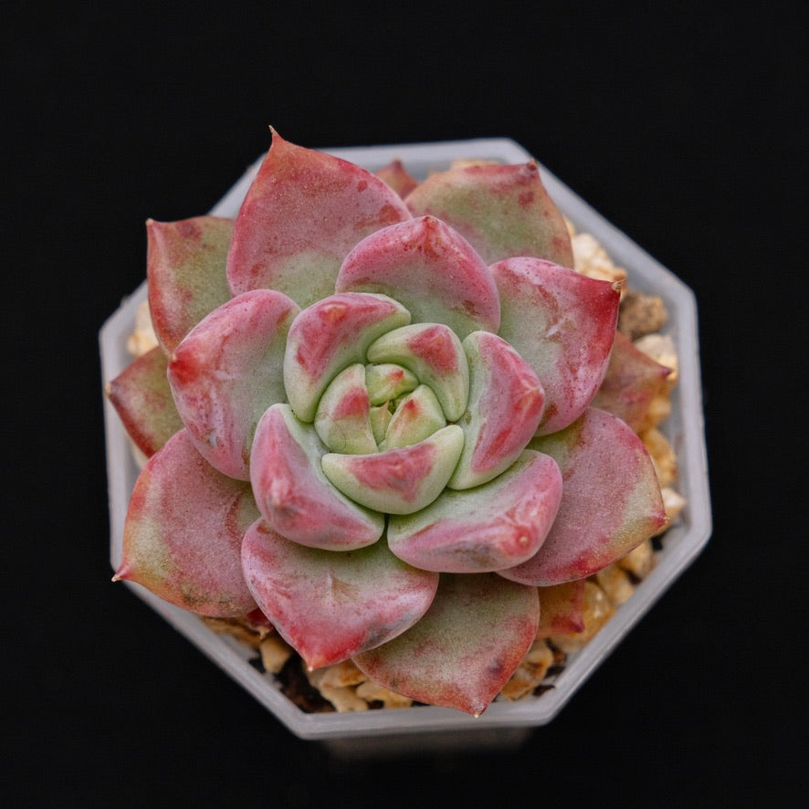 Echeveria Pink Fox Korean Succulent Plant Rare Changhee hybrid