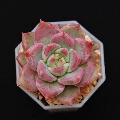 Echeveria Pink Fox Korean Succulent Plant Rare Changhee hybrid