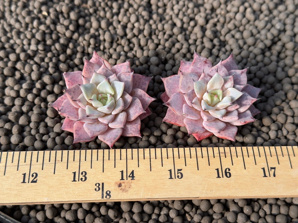 Echeveria Black Ball Korean Succulent Plant