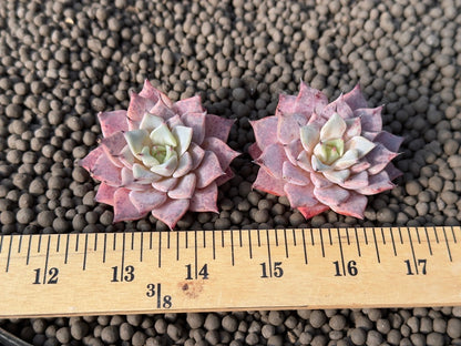 Echeveria Black Ball Korean Succulent Plant