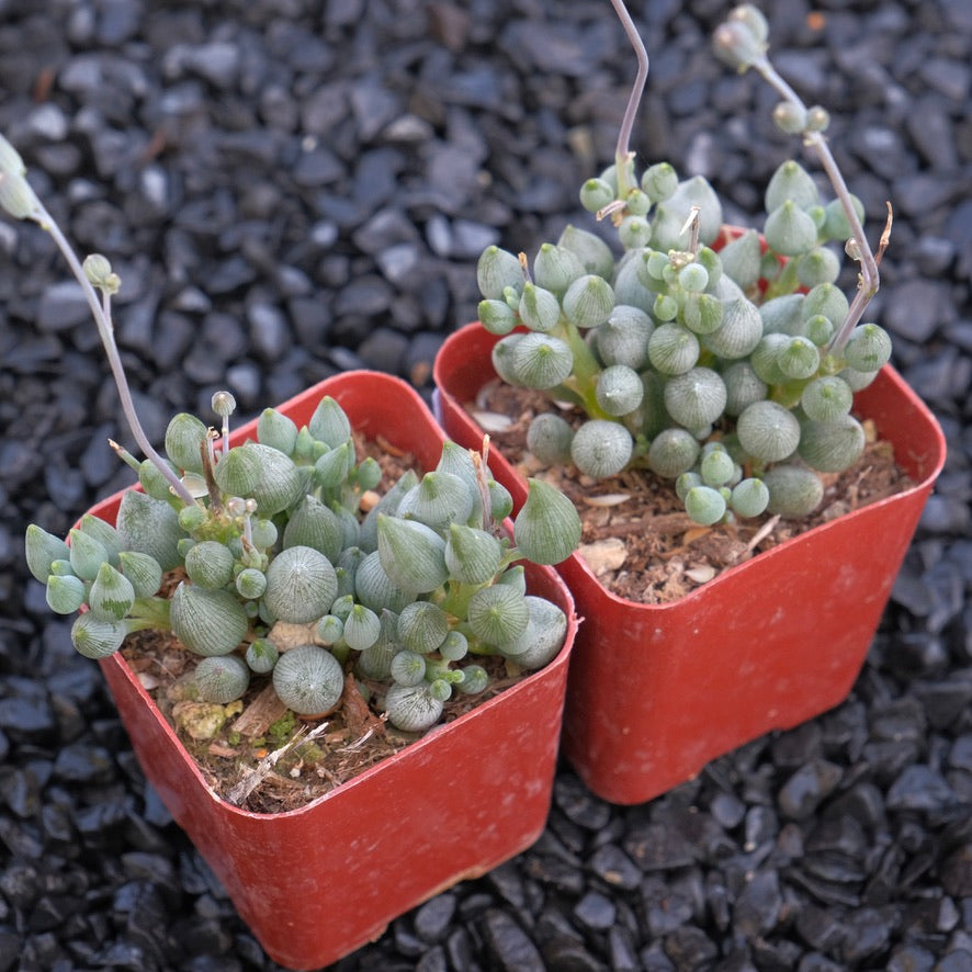 Senecio citriformis Locally Grown Succulent Plant