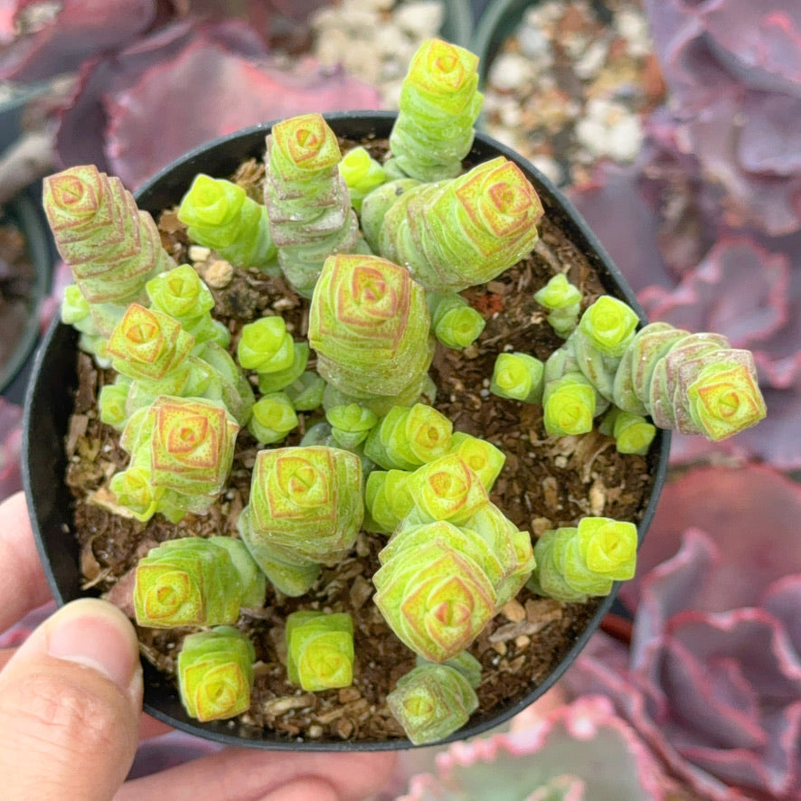 Crassula marnieriana Succulent Plant