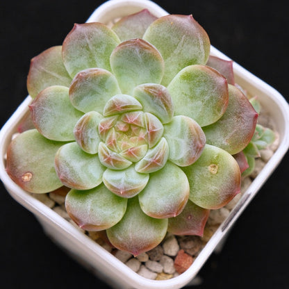 Echeveria Amber Korean Succulent Plant