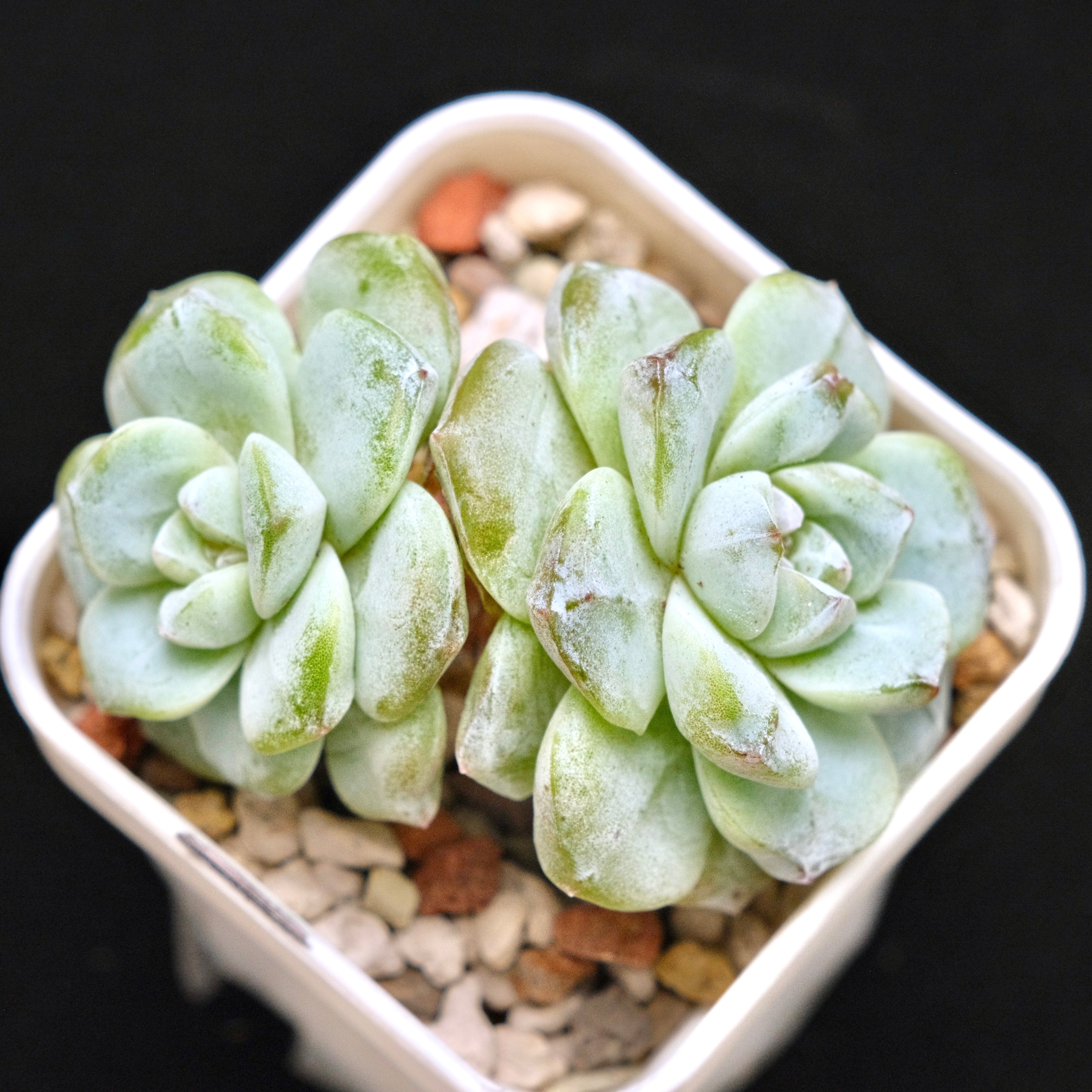 Echeveria Ice Green Korean Succulent Plant