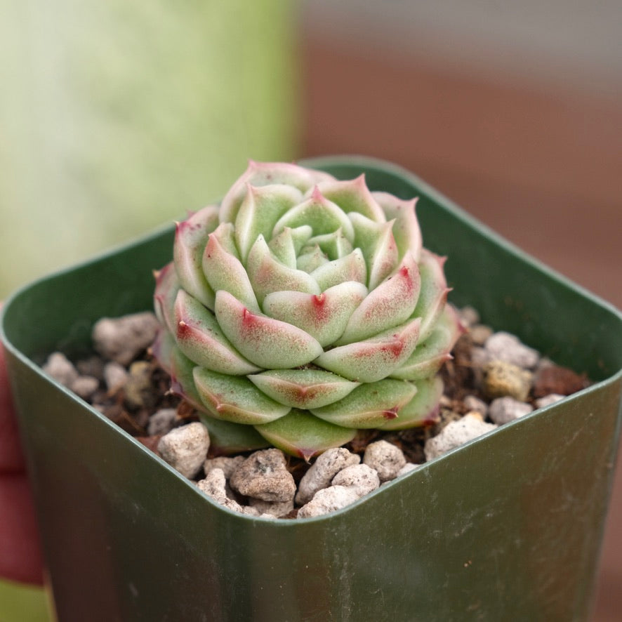 Echeveria Andres Korean Succulent Plant