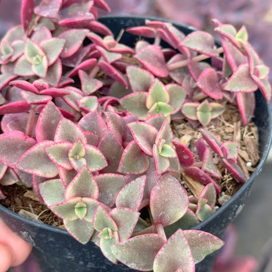 Variegated Crassula calico kitten Succulent Plant